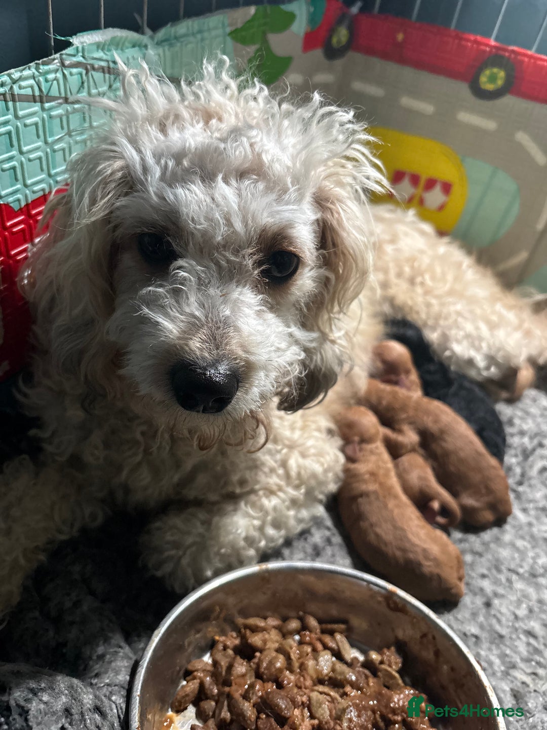 Cavapoo dogs for sale: F1B Cavapoo - Advert 4