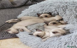 Siamese cats for sale: Old Style Siamese Kittens. Raised with love & care - Image 29