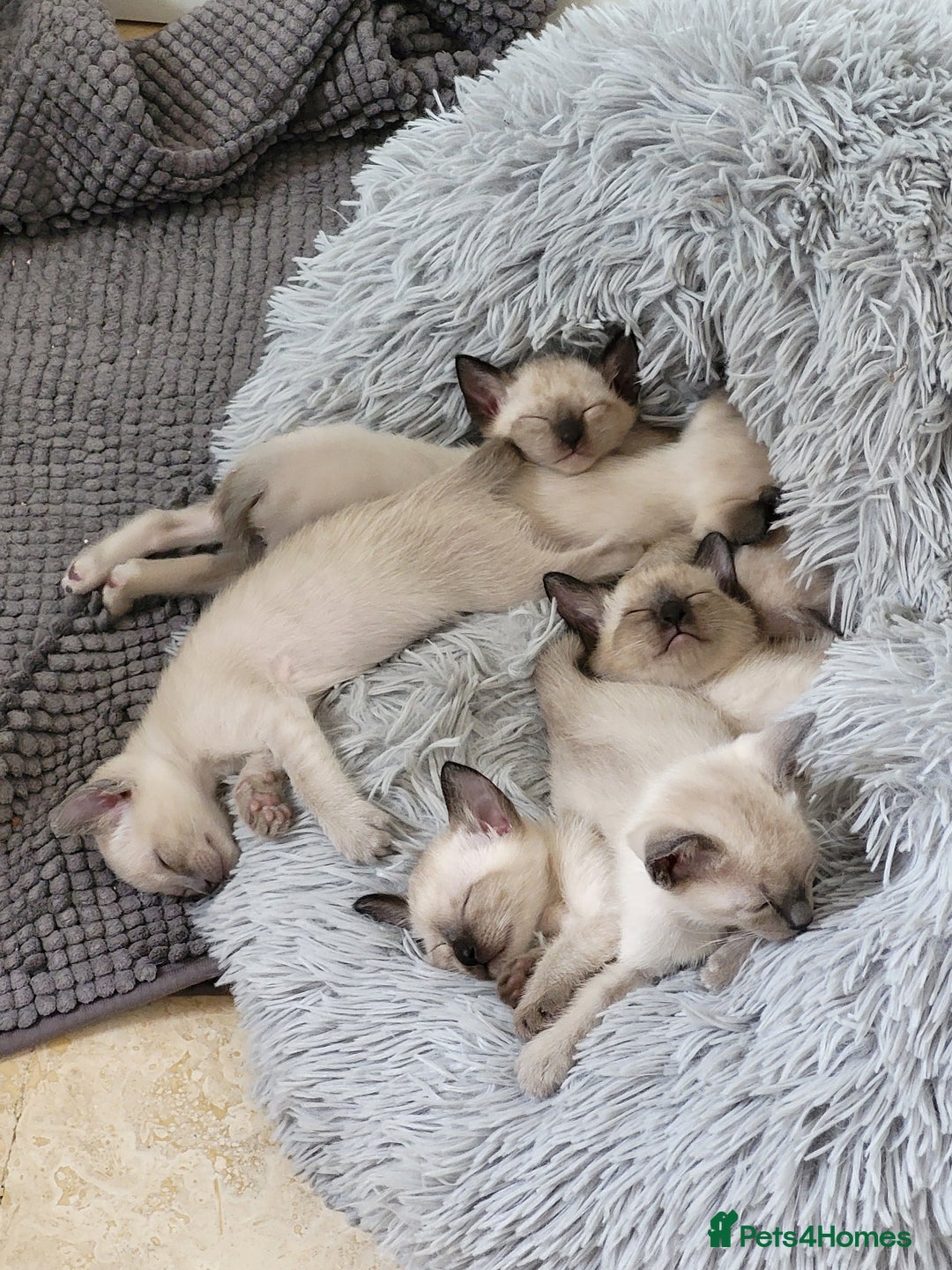 Siamese cats for sale: Old Style Siamese Kittens. Raised with love & care - Image 29