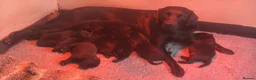 Labrador Retriever dogs for sale: KC Registered Black Labrador Puppies - Advert 2