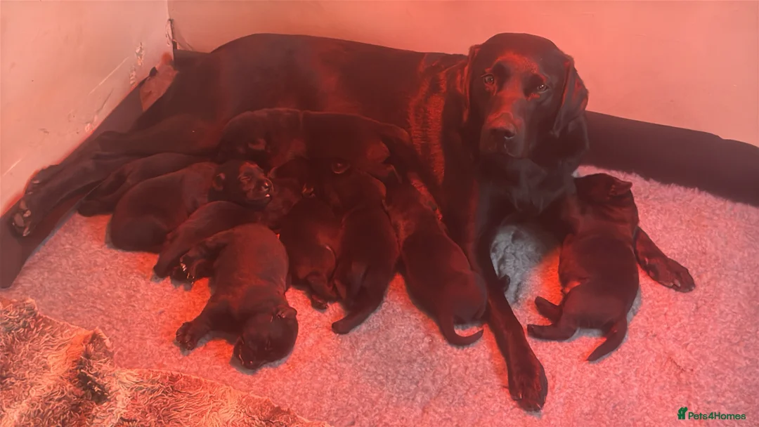 Labrador Retriever dogs for sale: KC Registered Black Labrador Puppies - Advert 2