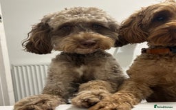 Cockapoo dogs for sale: Cockapoos Puppies  - Image 7