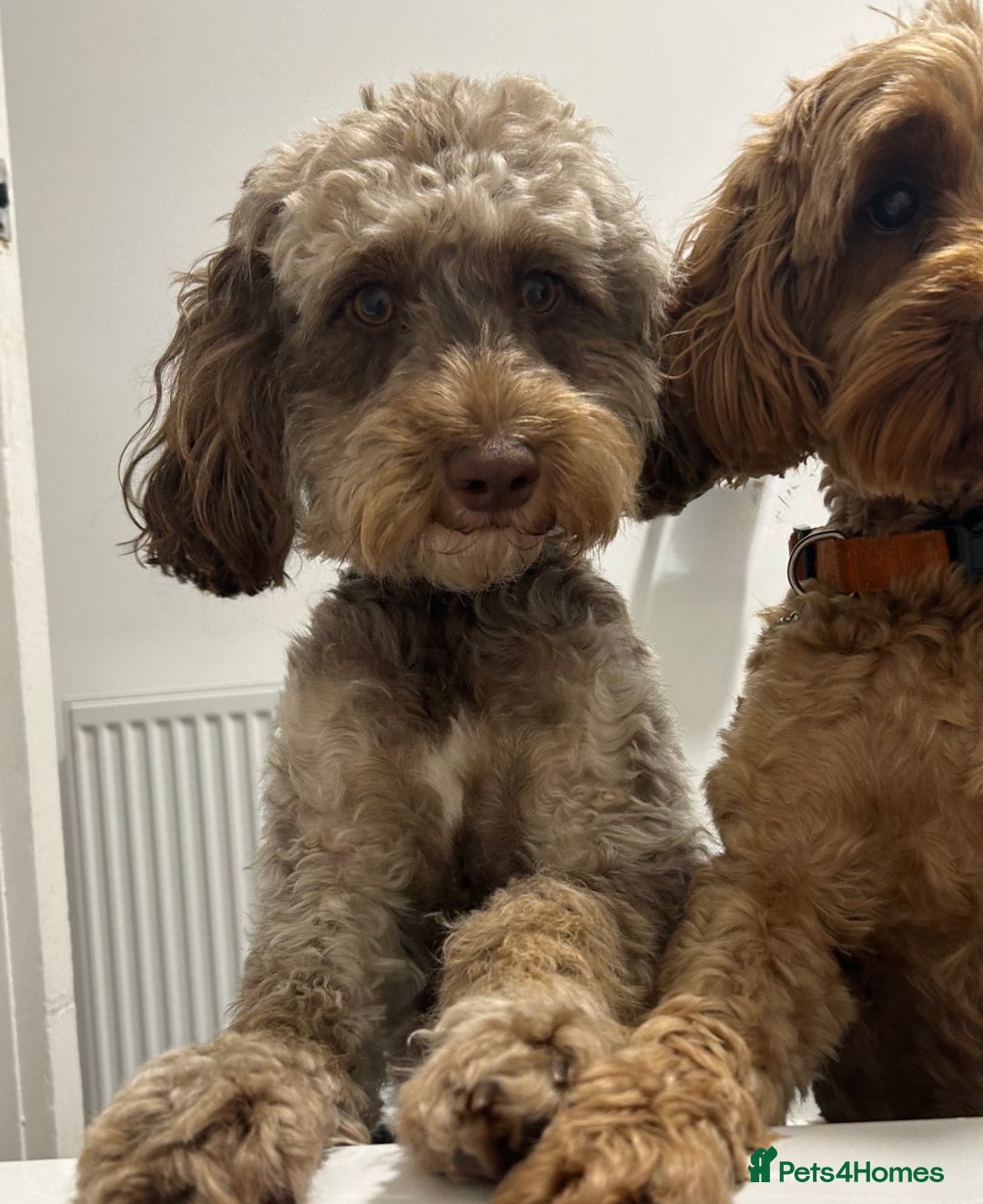 Cockapoo dogs for sale: Cockapoos Puppies  - Image 7