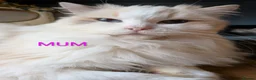 Maine Coon cats for sale: Beautiful Mainecoon X Ragdoll kittens 3 available. - Advert 4