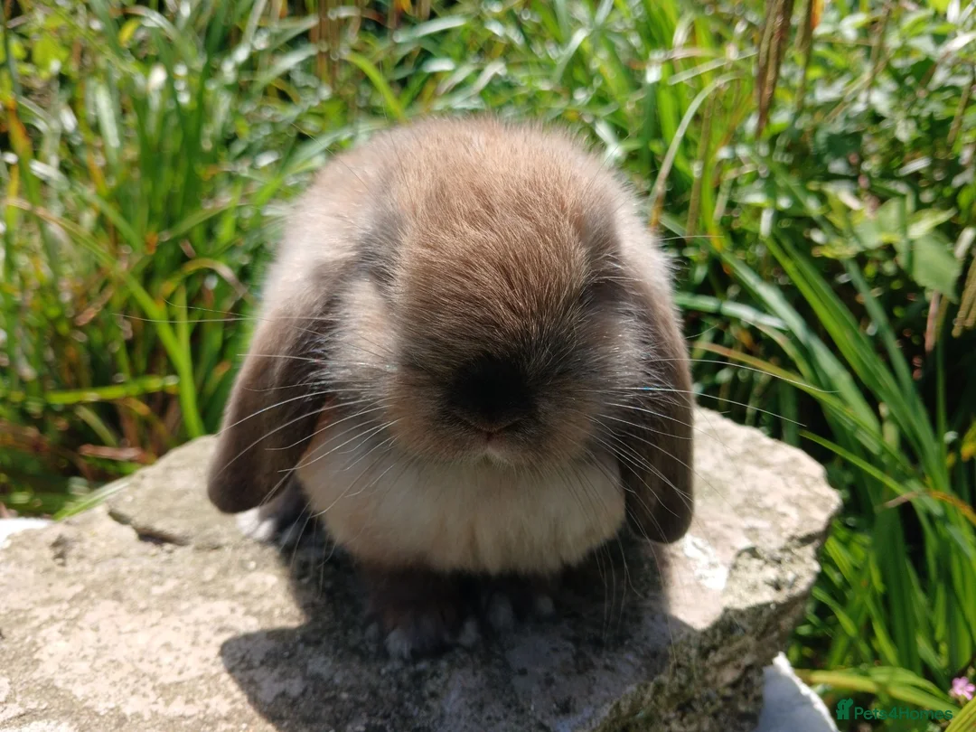 Mini Lop rabbits for sale: Stunning pure bred mini lops - Advert 2
