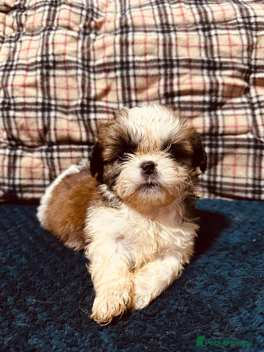Shih Tzu dogs for sale: Shih tzu puppies ready to go  - Advert 10
