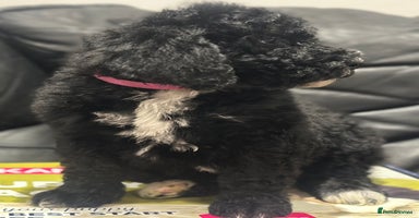 Mixed Breed dogs F1B SAINTBERNADOODLE NOVA 1295 B/W GIRL - Advert 16