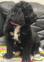 Mixed Breed dogs F1B SAINTBERNADOODLE NOVA 1295 B/W GIRL - Advert 16