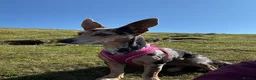Jackshund dogs for sale: Jack Russell X dachshund for sale - Advert 6
