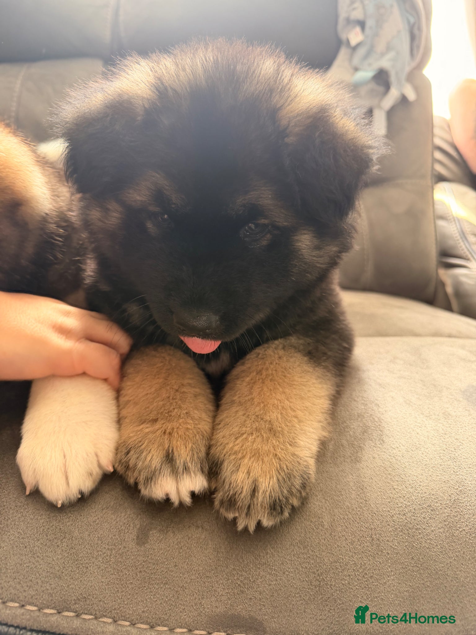 Akita dogs for sale: American Akita  - Advert 21