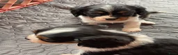 Cavalier King Charles Spaniel dogs for sale: Cavalier King Charles Spaniels  - Advert 10