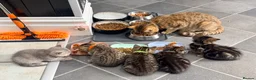Mixed Breed cats for sale: Beautiful fluffy kittens  - Advert 12