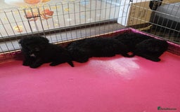 Miniature Poodle dogs for sale: For sale 4 gorgeous girls and 2 boys  - Advert 3