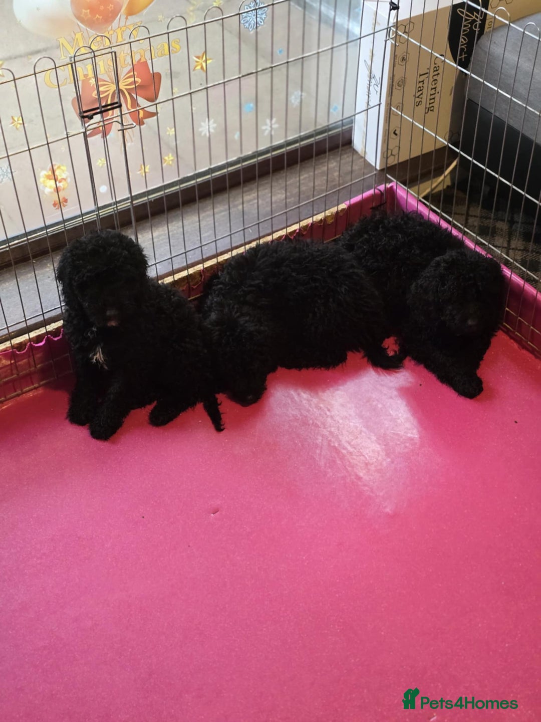Miniature Poodle dogs for sale: For sale 4 gorgeous girls and 2 boys  - Advert 3