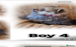 Pomeranian dogs for sale: Pomeranian. Full breed miniature puppies  - Image 2