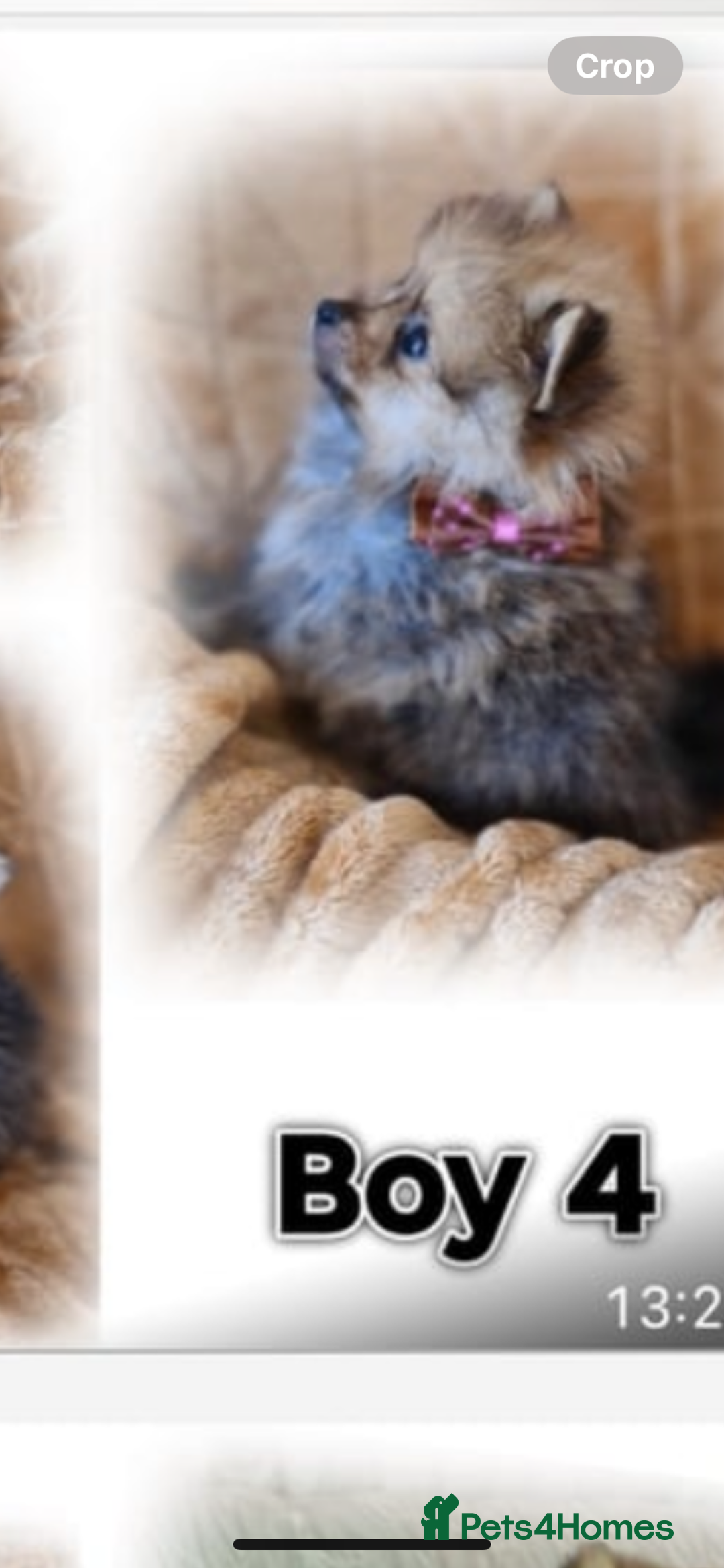 Pomeranian dogs for sale: Pomeranian. Full breed miniature puppies  - Image 2