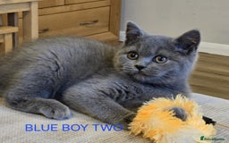 British Shorthair cats for sale: Gorgeous British short haired kittens READY NOW - Image 5