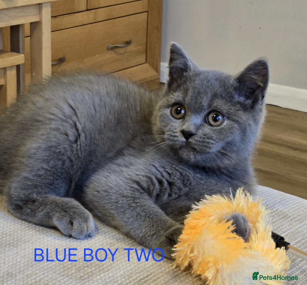 British Shorthair cats for sale: Gorgeous British short haired kittens READY NOW - Image 5