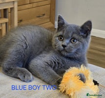 British Shorthair cats - Advert 3