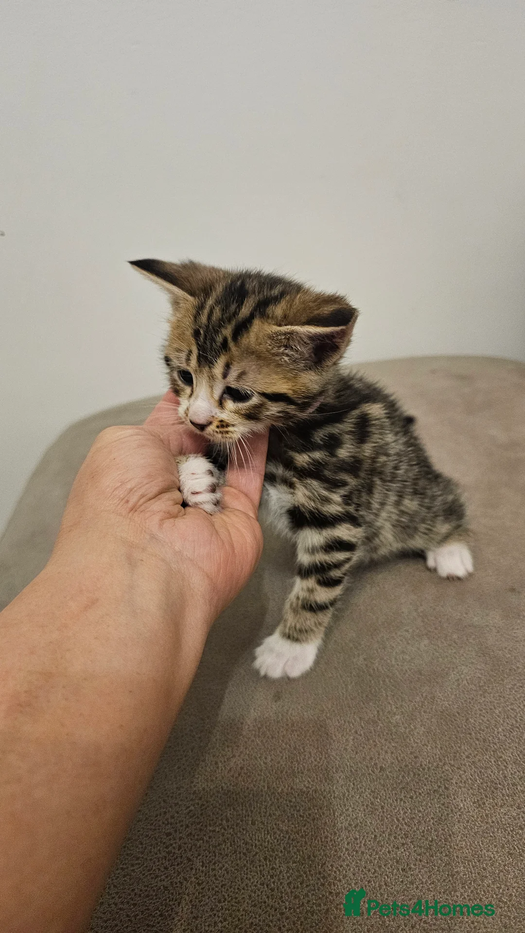 Bengal cats for sale: Bengal kittens - Advert 9