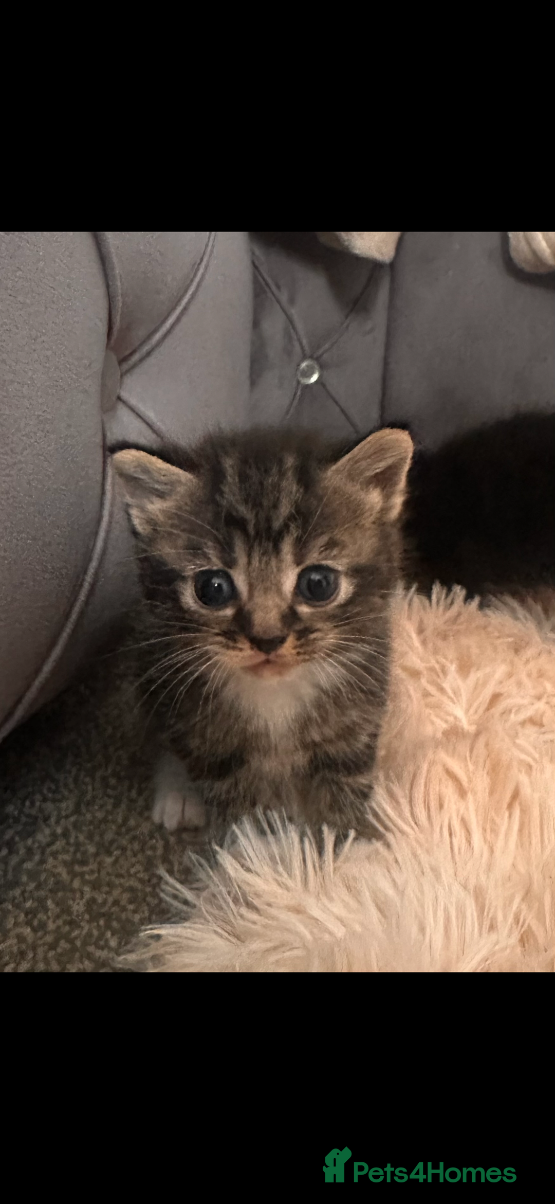 British Longhair cats for sale: Domestic long hair x Siamese kittens for sale  - Advert 2