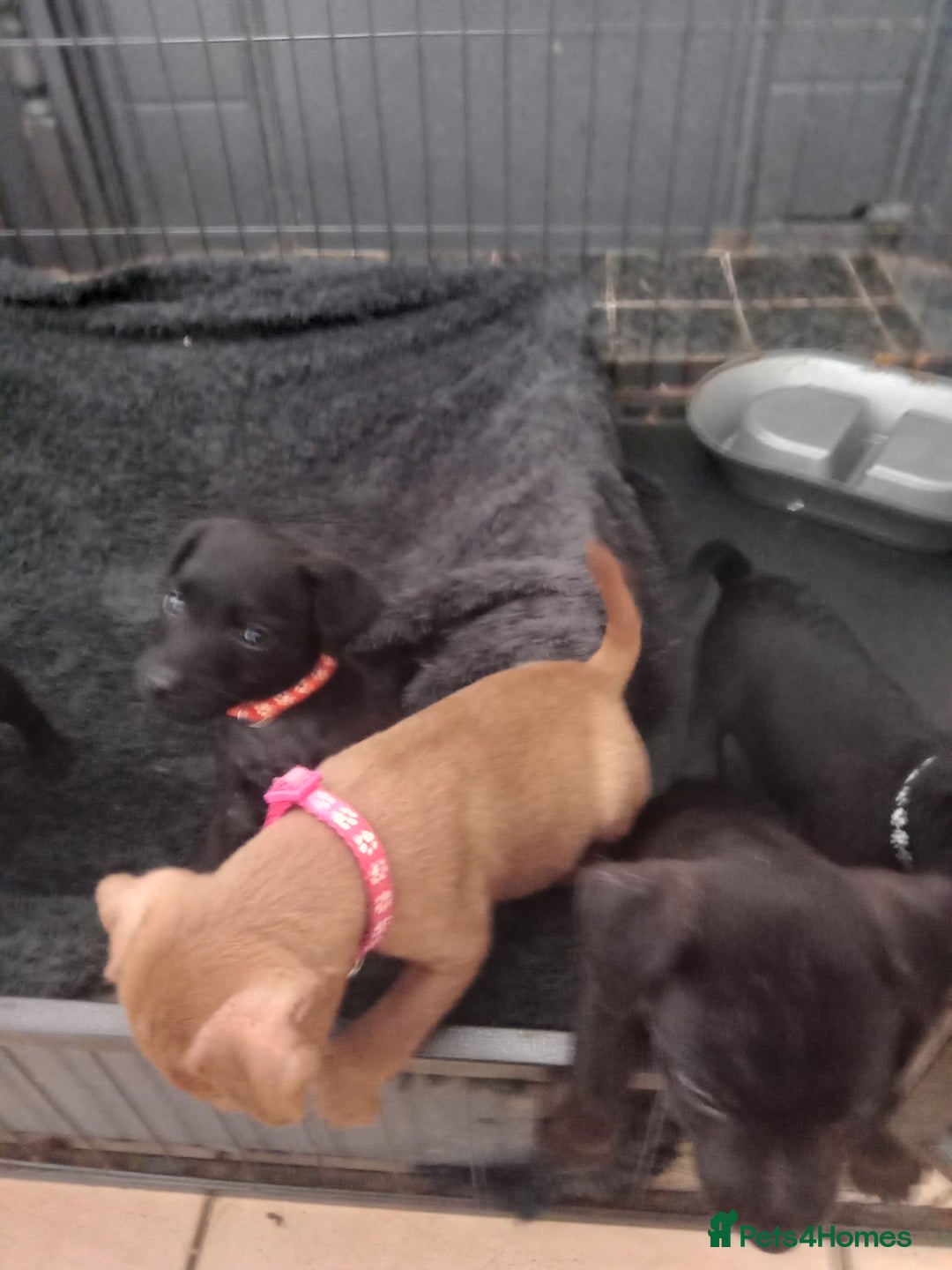 Patterdale Terrier dogs for sale: Patterdale pups for sale ready now - Image 9
