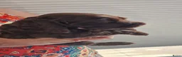 Cocker Spaniel dogs for sale: Show type Cocker Spaniels - Advert 19