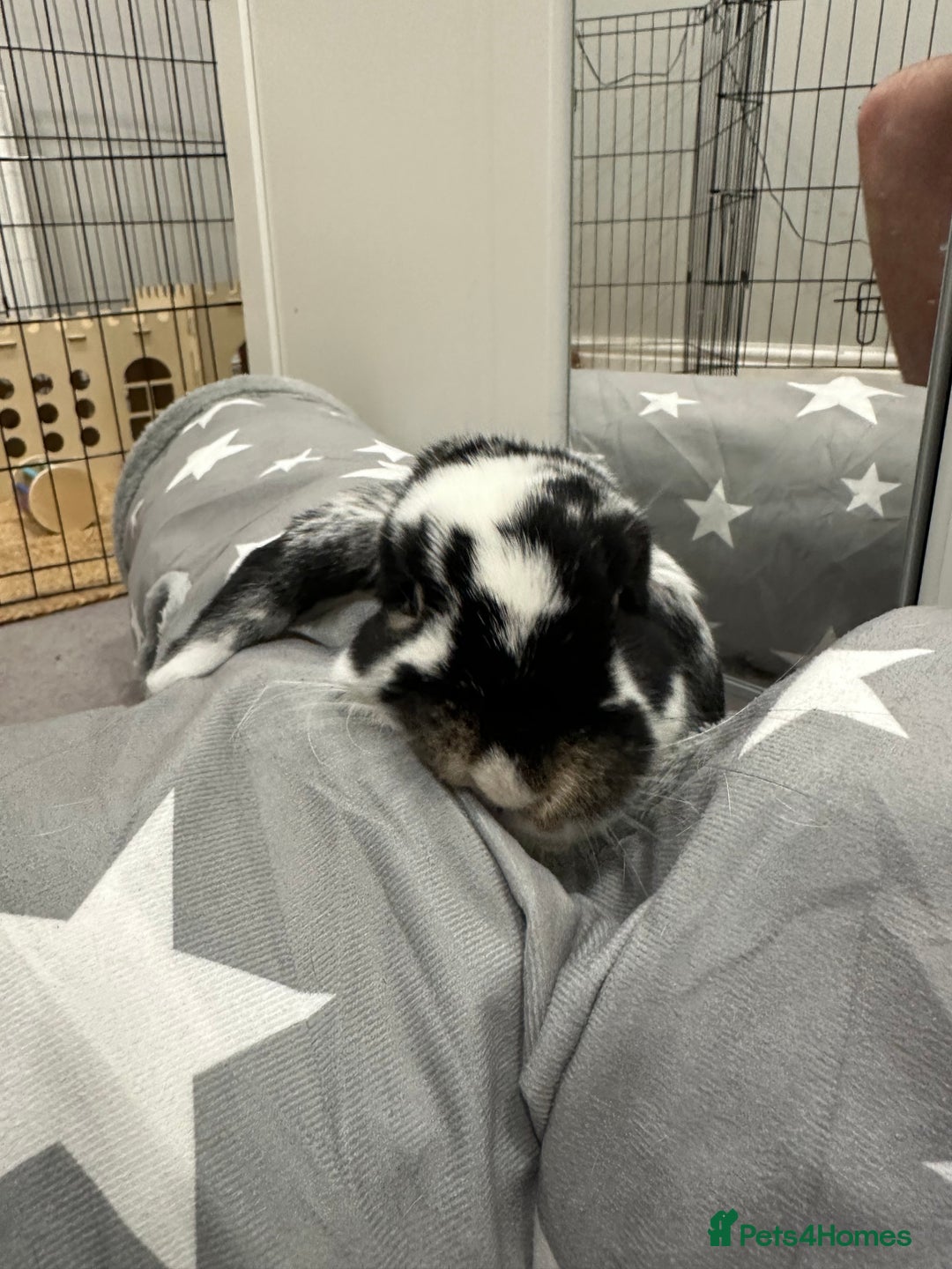 Mini Lop rabbits for sale: Selling a mini lop called Mello - Image 5
