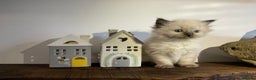 Ragdoll cats for sale: Beautiful Purebred Ragdoll Kittens  - Advert 9