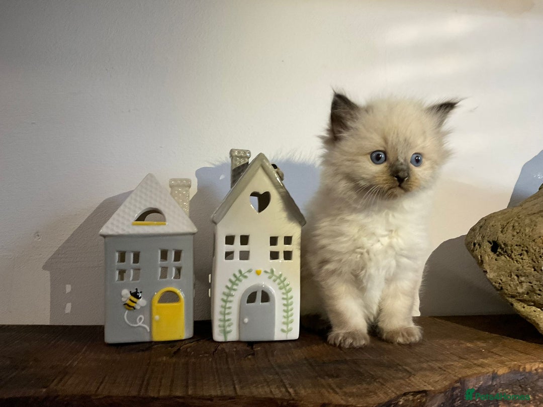 Ragdoll cats for sale: Beautiful Purebred Ragdoll Kittens  - Advert 9