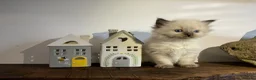 Ragdoll cats for sale: Beautiful Purebred Ragdoll Kittens  - Advert 9