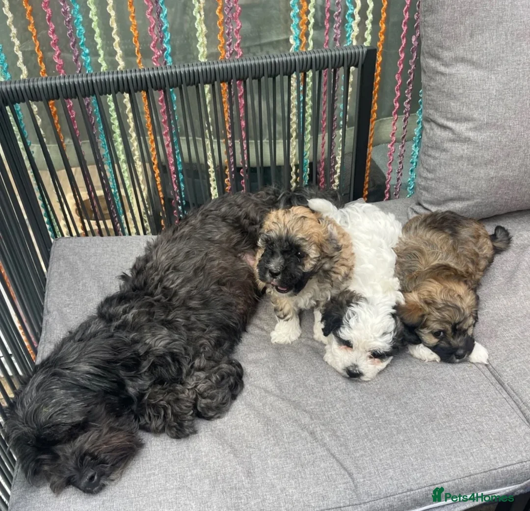 Bichon Frise dogs for sale: Bichon Puppies  - Advert 6