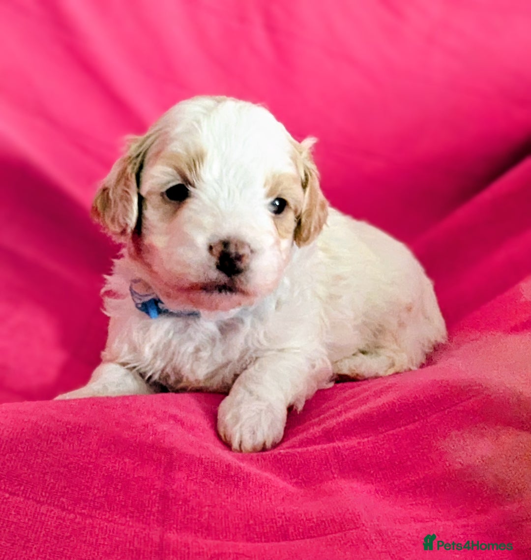 Maltipoo dogs for sale: Beautiful Toy Maltipoo Puppies - Advert 23