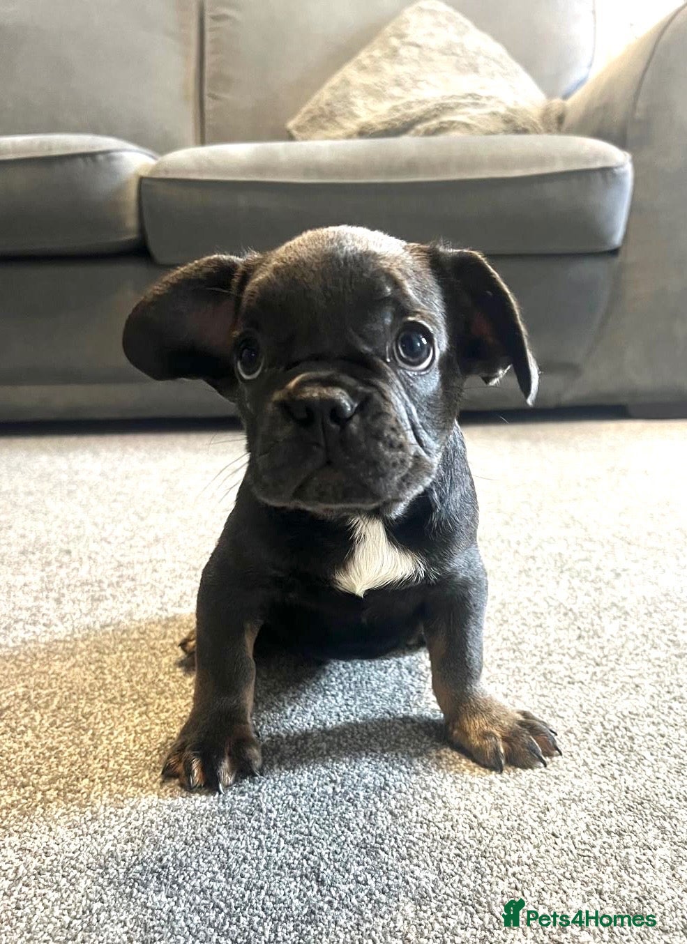 French Bulldog dogs French bulldog puppies  - Advert 17