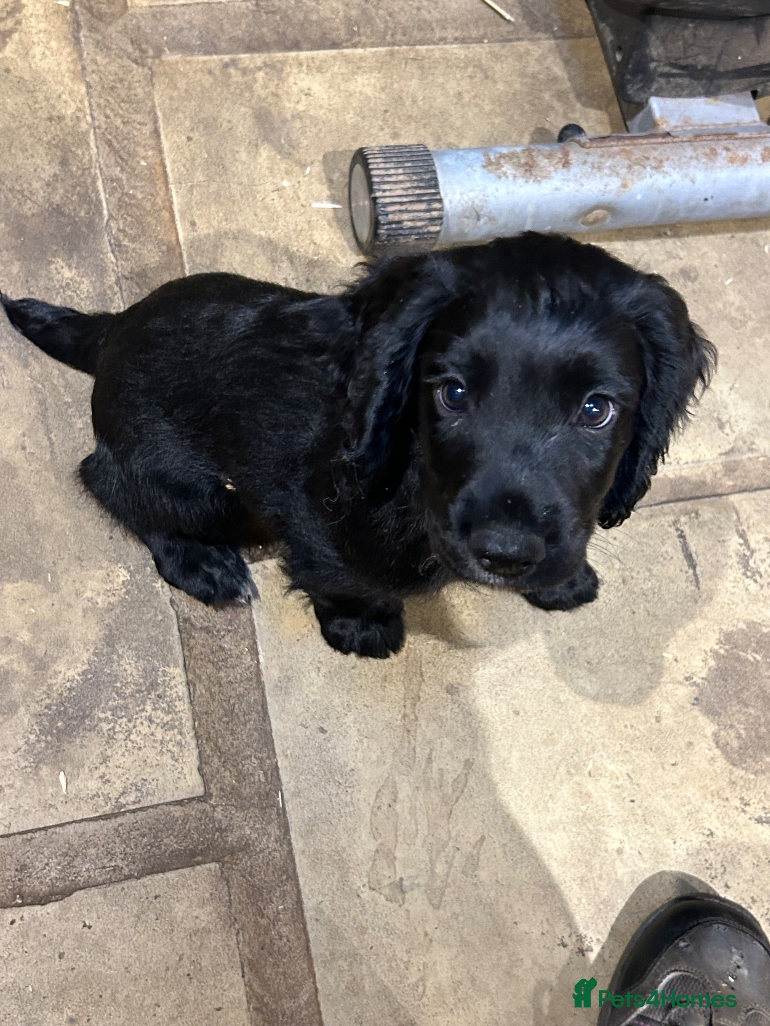 Cocker Spaniel dogs Cocker spaniel pups - ONE PUP READY TO GO - Advert 15