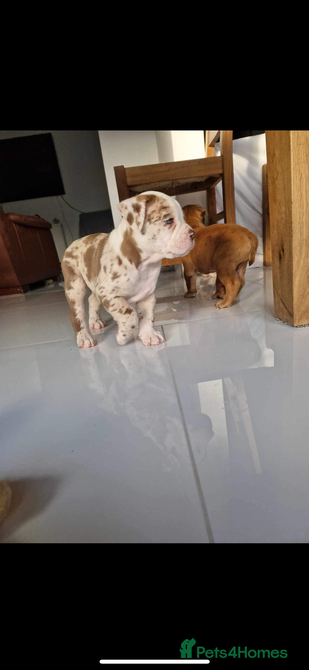 Olde English Bulldogge dogs for stud: OEB 🐶⭐️DEL~BOY ⭐️🐶 First time Stud  - Image 10