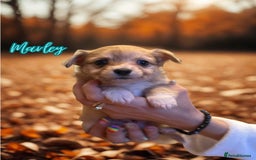 Chihuahua dogs for sale: Stunning longhaired Chihuahua puppies  - Image 3