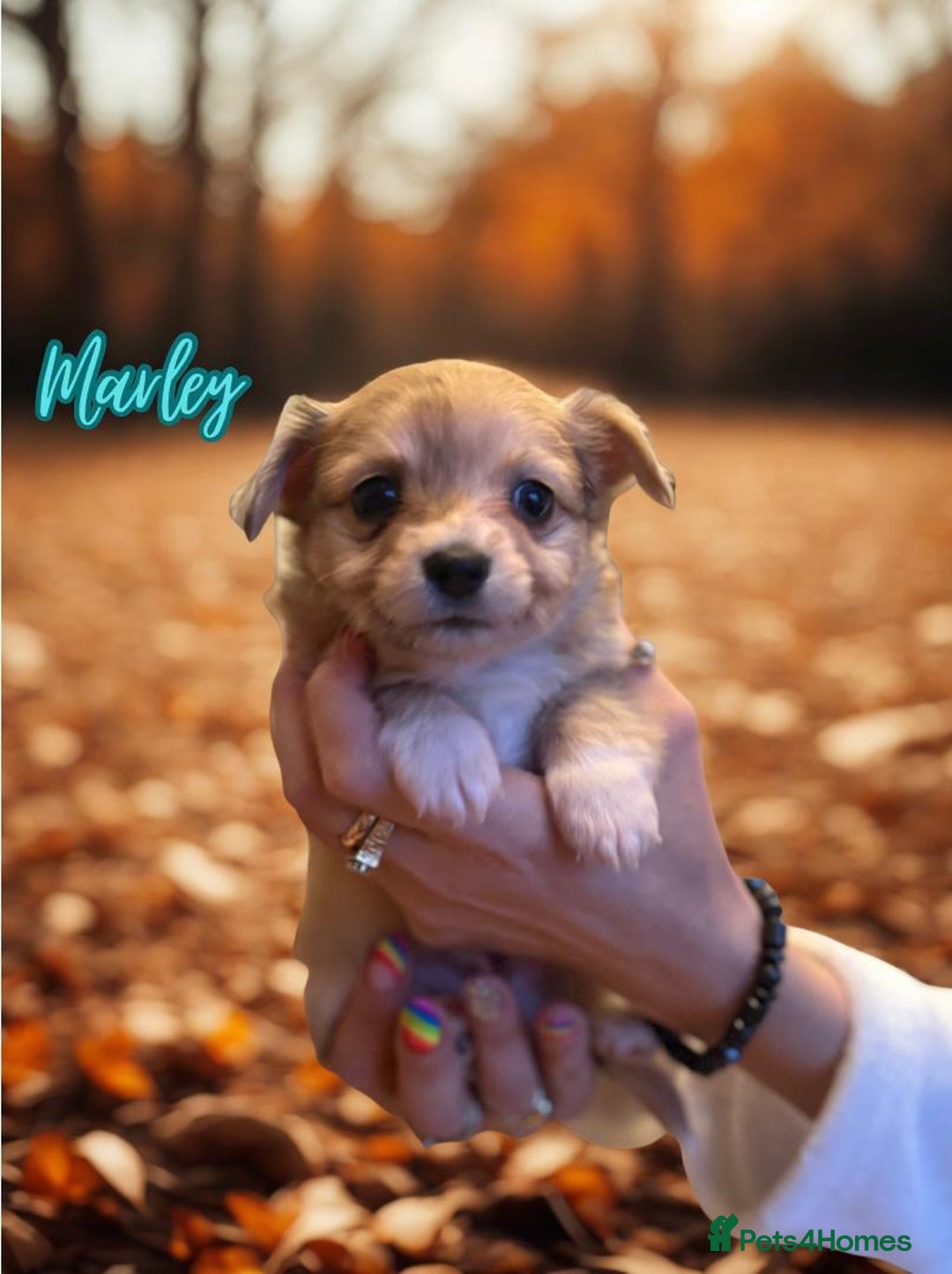 Chihuahua dogs for sale: Stunning longhaired Chihuahua puppies  - Image 3