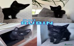 Mixed Breed cats for sale: READY NOW - 1/4 Maine Coon Kittens - Image 4