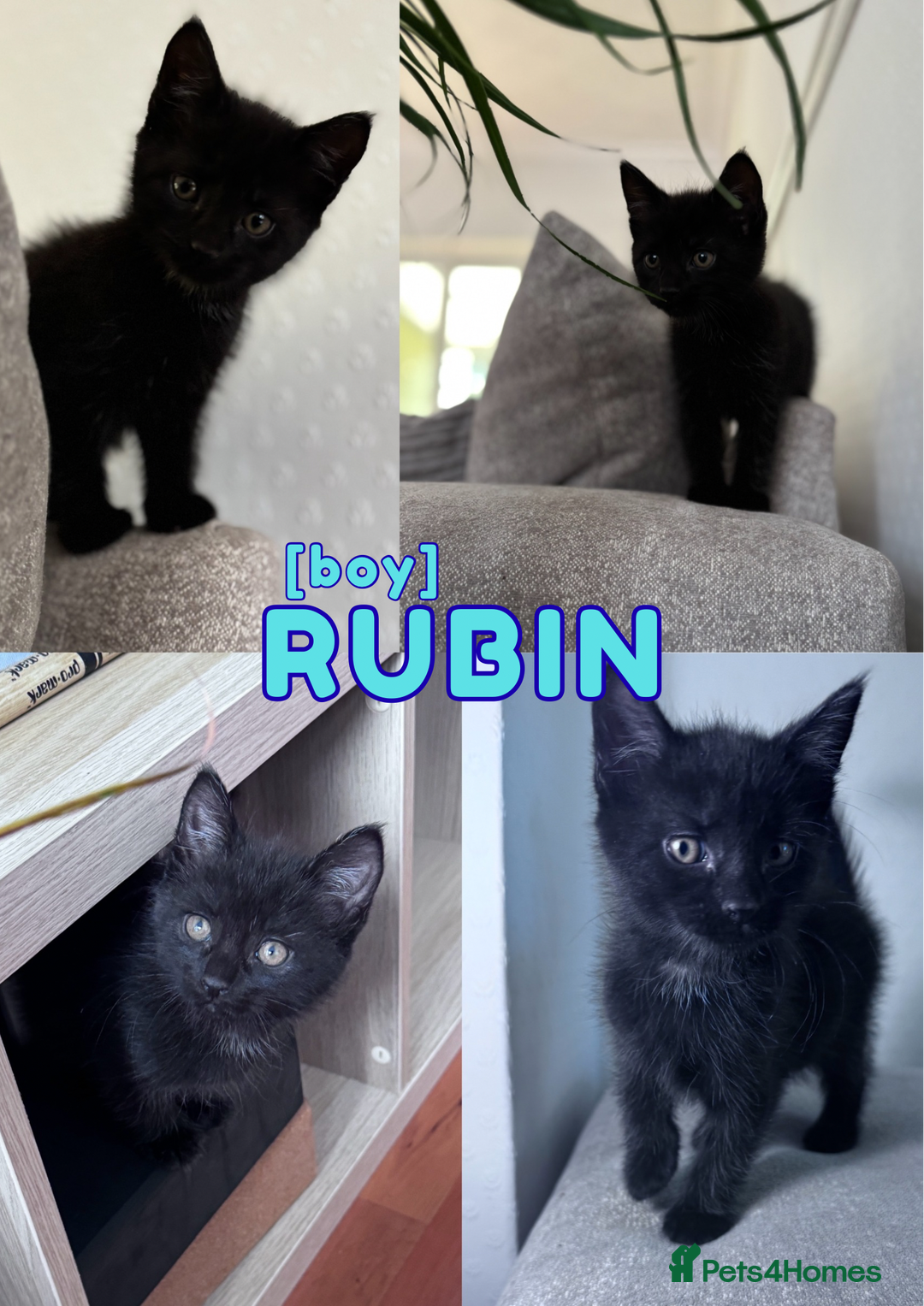 Mixed Breed cats for sale: READY NOW - 1/4 Maine Coon Kittens - Image 4
