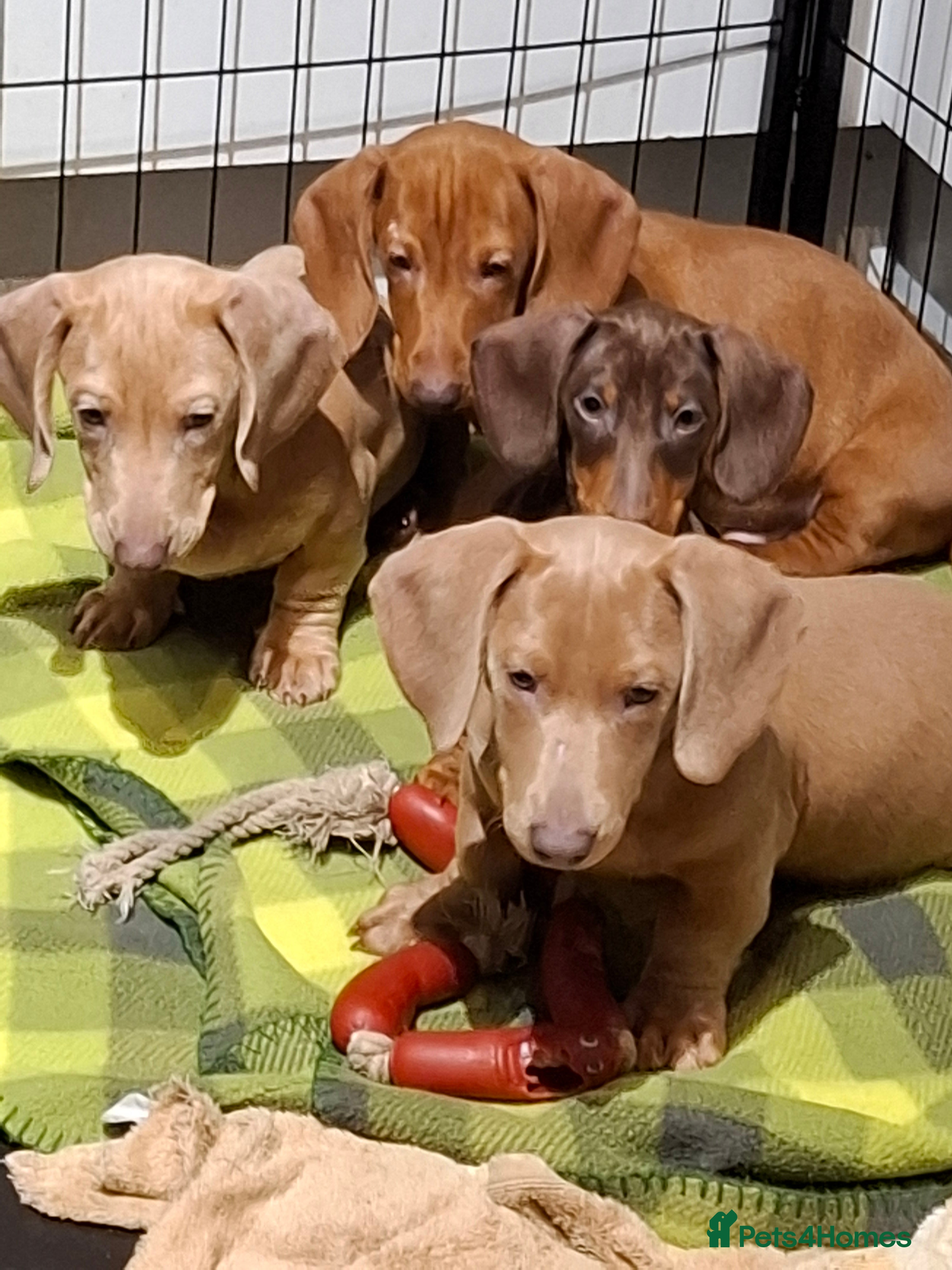 Miniature Dachshund dogs Miniature Dachshund Pups *REDUCED*3 BOYS LEFT* - Advert 4