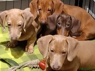 Miniature Dachshund dogs Miniature Dachshund Pups *REDUCED*3 BOYS LEFT* - Advert 4