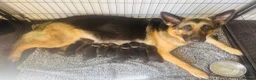 German Shepherd dogs for sale: 10 beautiful pure pedigree KC reg pup!  in Barnstaple - Advert 12