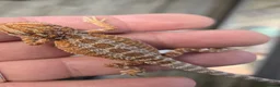 Bearded Dragon reptiles for sale: Red Monster blue bar and G stripe possible Chroma  - Advert 4