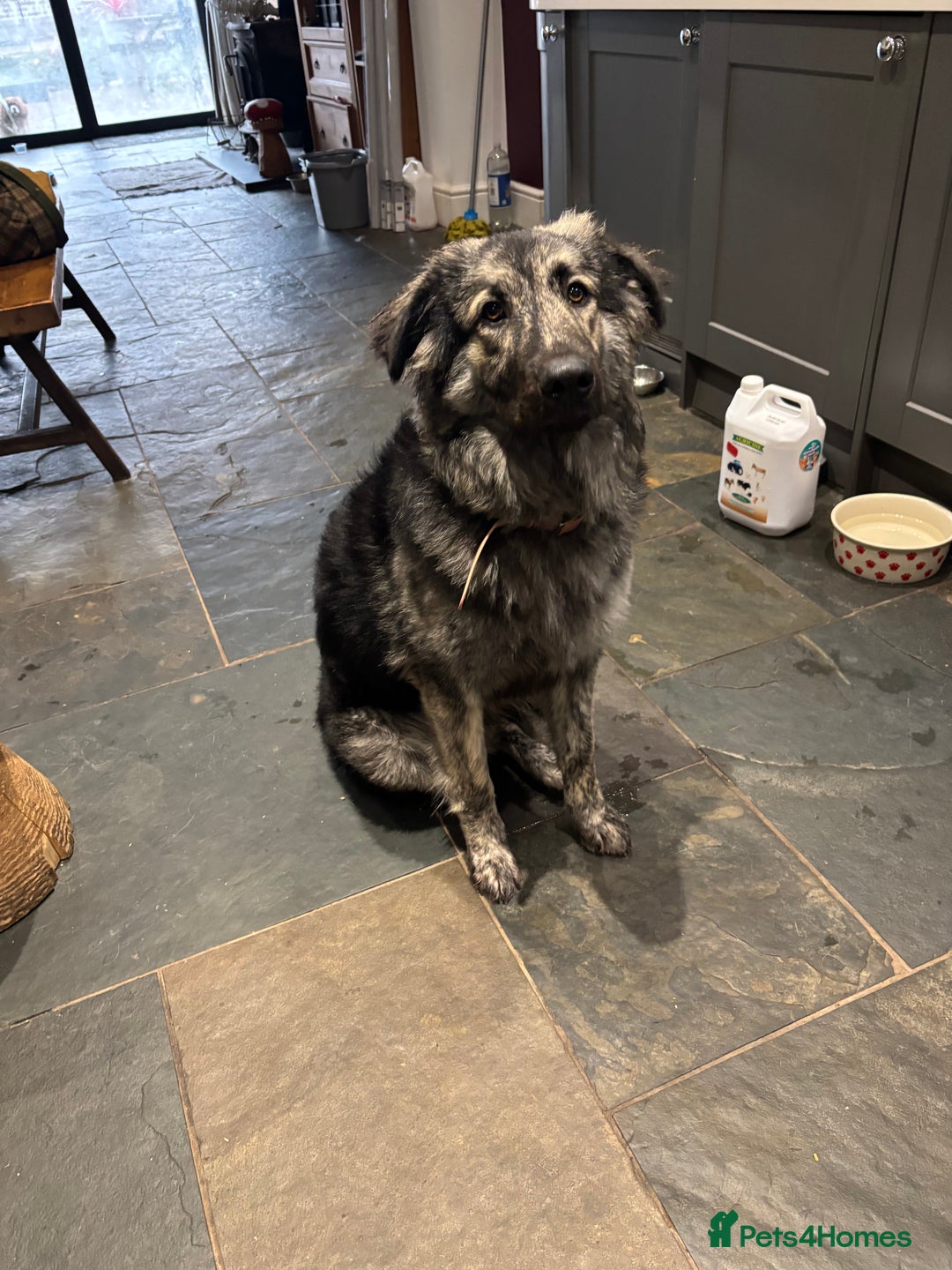 Mixed Breed dogs for sale: Female Caucasian x Swiss - Advert 2