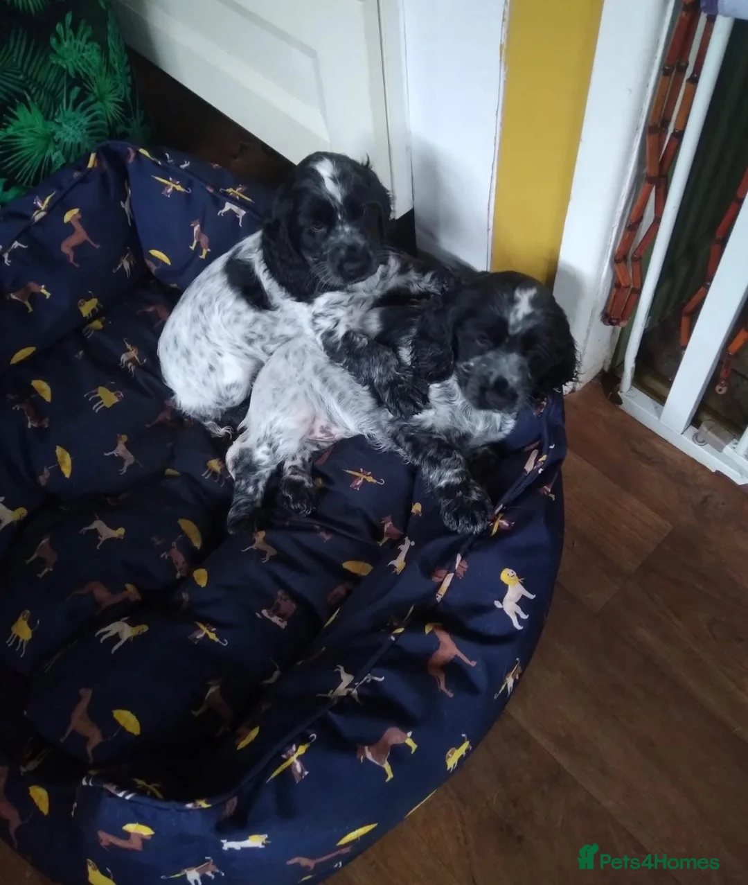 Cocker Spaniel dogs for sale: Kc female cocker spaniel - Advert 2
