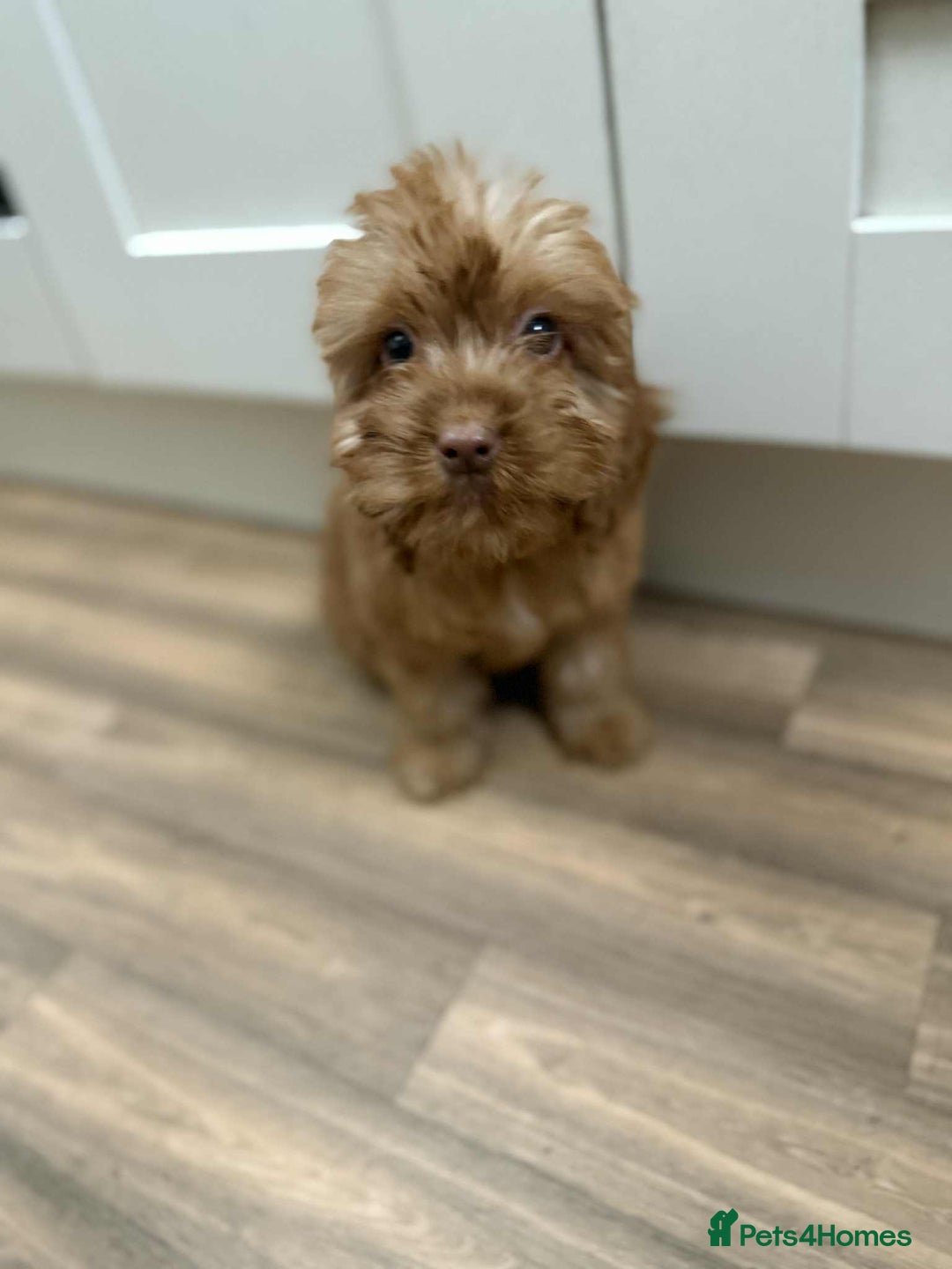 Cockapoo dogs for sale: Rehomed biscuits looking for 5*home - Image 8