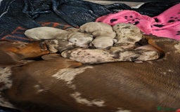 Miniature Dachshund dogs for sale: Ready to go 3/12/25 - stunning coloured Dachsunds - Image 17