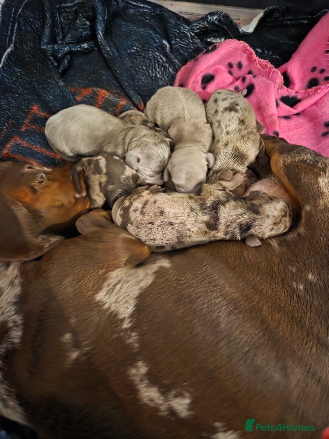 Miniature Dachshund dogs for sale: Ready to go 3/12/25 - stunning coloured Dachsunds - Image 17