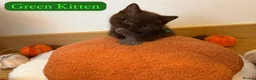 British Shorthair cats for sale: 3 Beautiful Autumn Coloured Kittens🤎🍂 - Advert 9